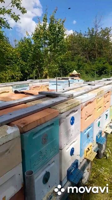 Кореандр 🐝 15.06.2026 #пчелы #пасека #пчеловодство #кореандр #мёд