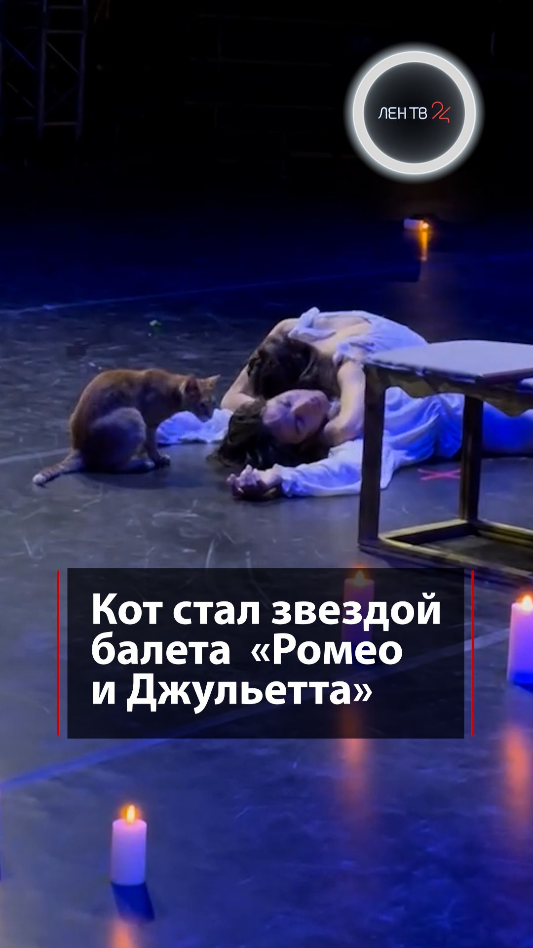 Кот на сцене!