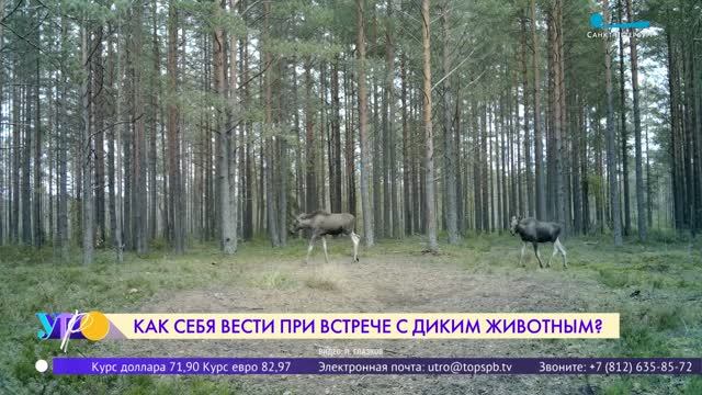 Лоси в городе! Как себя вести при встрече с диким животным?
