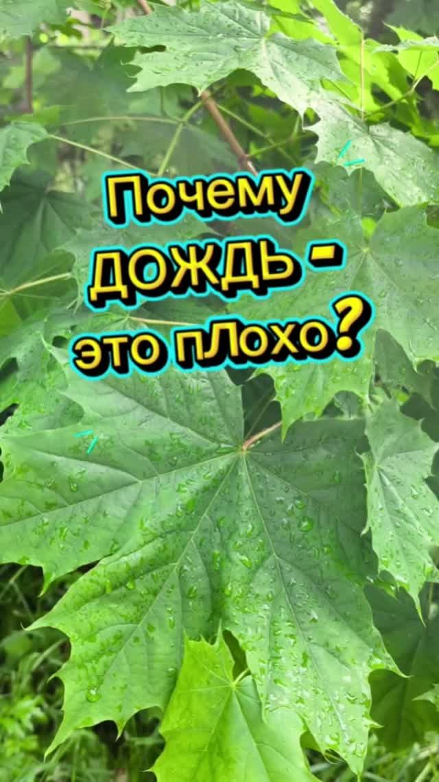 дождик ☔ клён 🍁
