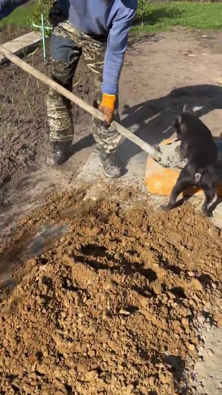 #видео #животные #Милые