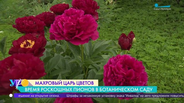 Время роскошных пионов в Ботаническом саду