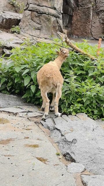 Диета «Деревянная» _ Когда очень любишь природу🐐🌿