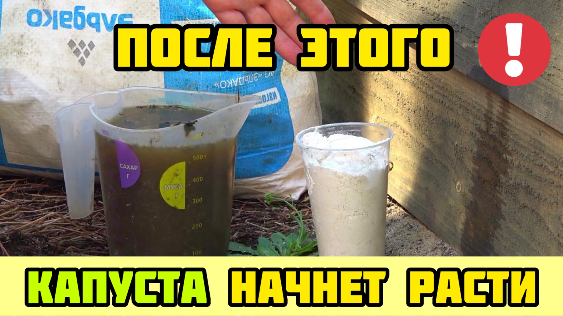 После этого КАПУСТА начнет расти как бешеная!