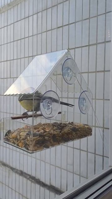 Синички за завтраком ))