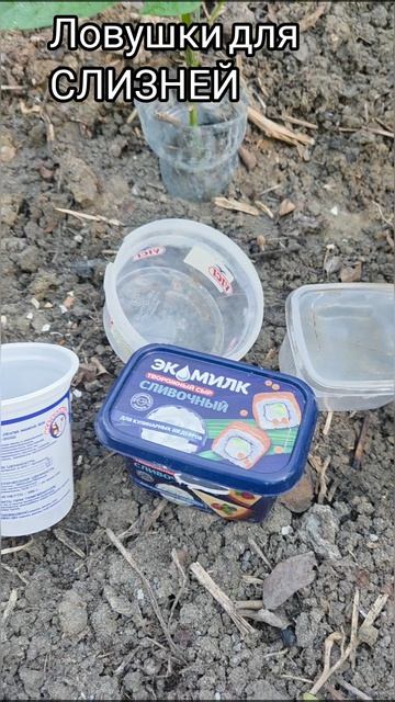 Эффективные ловушки для 🐌 СЛИЗНЕЙ 🐌, лучше способа пока не нашла. Часть 2-ая. 16.06.26 Рекомендую,