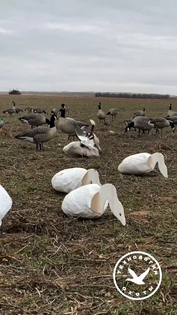 Джек-рассел-терьер на гуся #hunter #hunting #охота #охотник