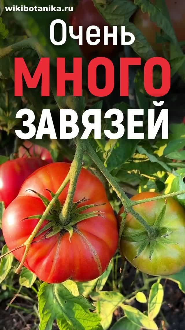 Бор для томатов