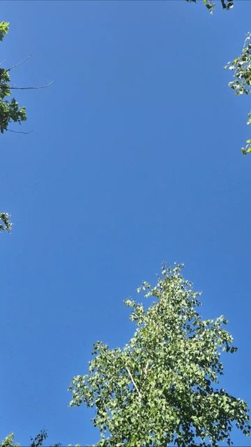 тучи комаров)