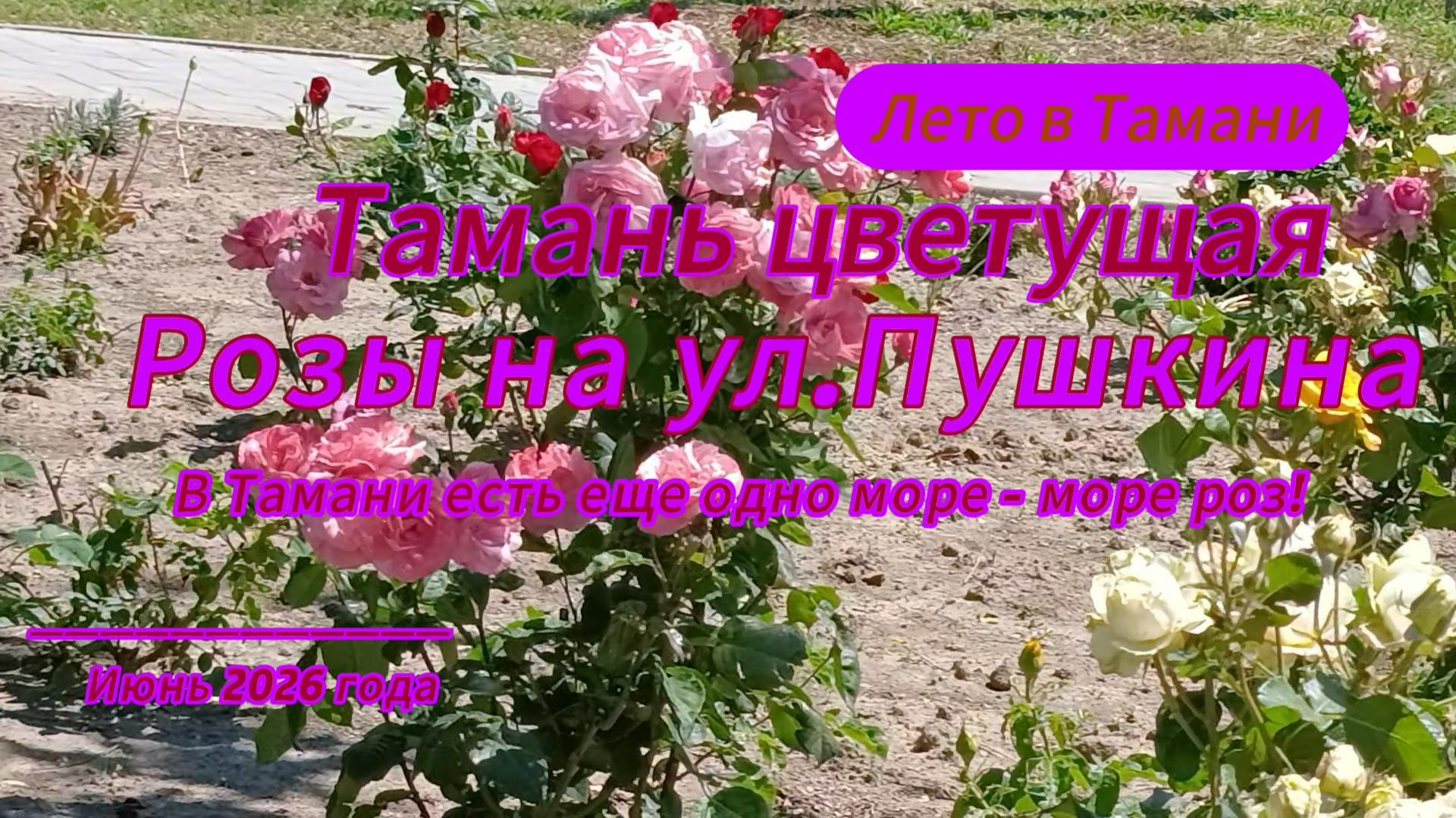 Тамань цветущая. Розы на ул. Пушкина. В Тамани есть еще одно море - море роз!
