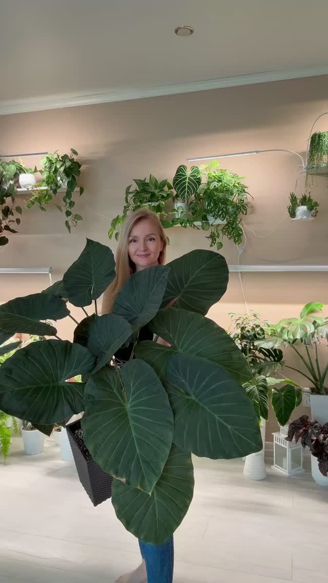 #plants #комнатныерастения #цветы