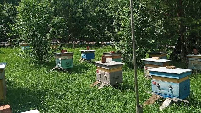 Каждый день дожди и дожди . Контрольный улей 