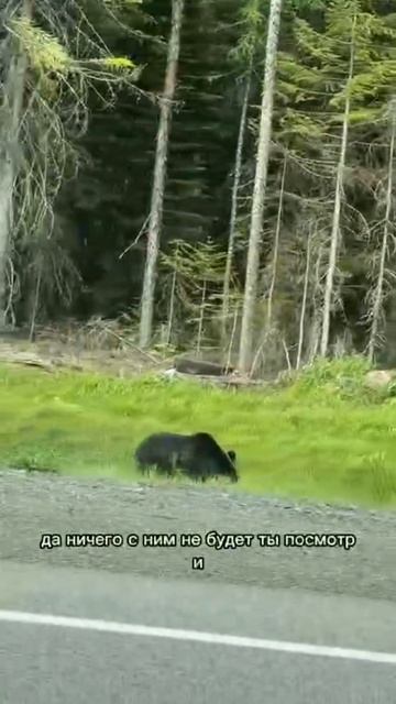 🐻 Что делать, если вы встретили медведя на дороге? #хабаровскийкрай #тайга #медведь ##природа #дикий