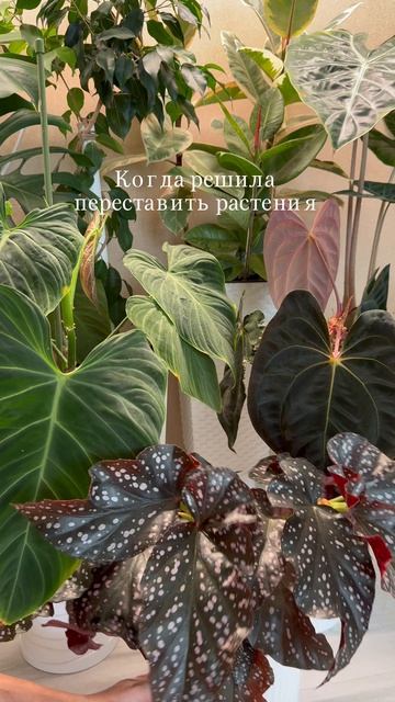 #комнатныерастения #цветы #plants