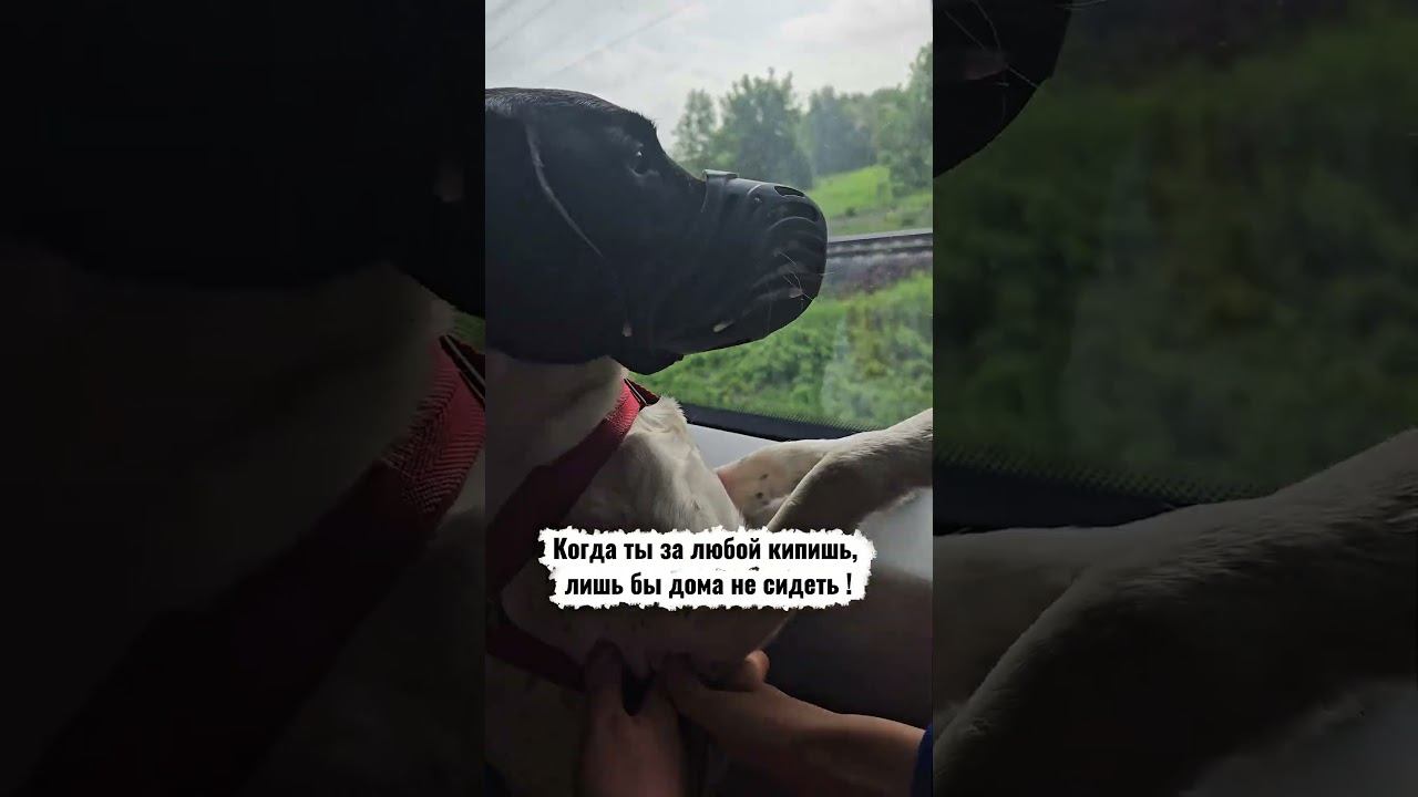 #дачасадогород #юмор #дачныеистории #собака #дачные