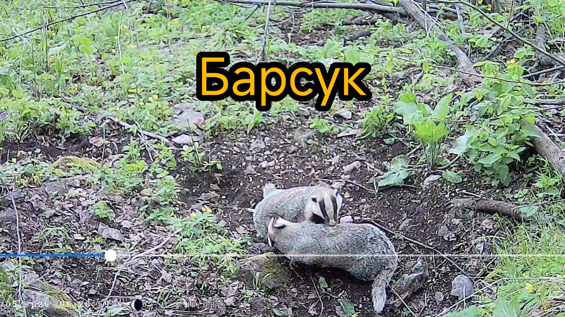 В медвежьей берлоге поселился Барсук! Мы о них ничего не знаем.