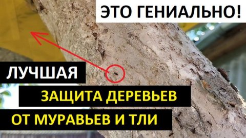 КАК ЗАЩИТИТЬ ДЕРЕВЬЯ ОТ МУРАВЬЕВ И ТЛИ