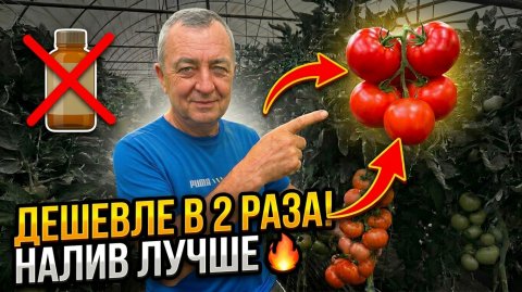 Агроном показал дешёвый стимулятор налива томатов