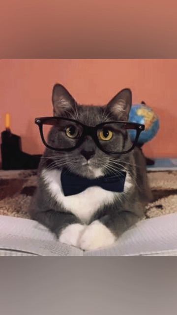 Фото котиков.