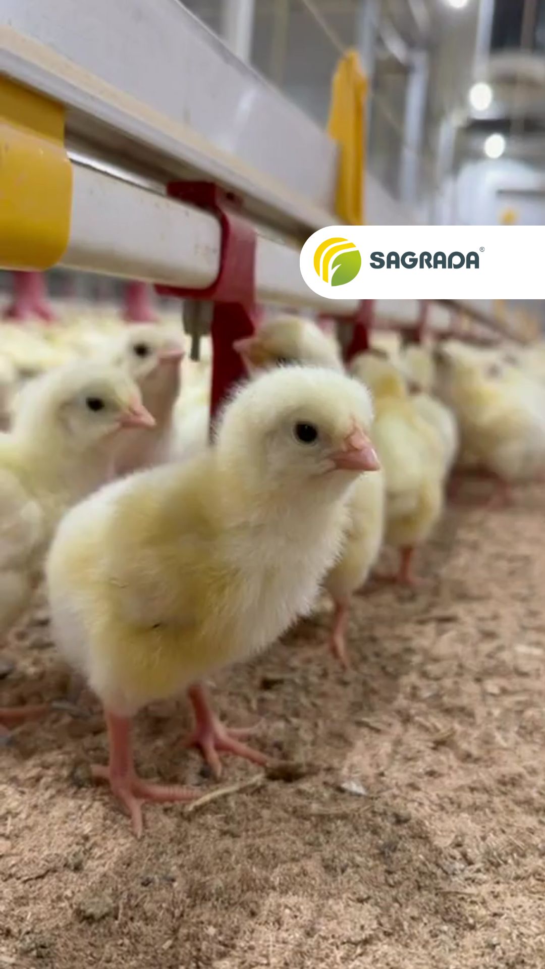 Какой должна быть высота ниппельных поилок для бройлеров? Рассказываем!