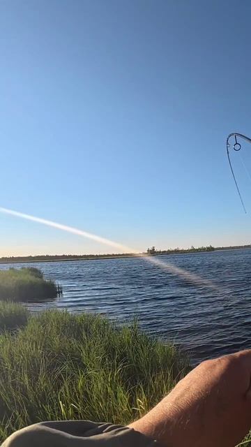 Щуки сами выпрыгивают на берег 😀