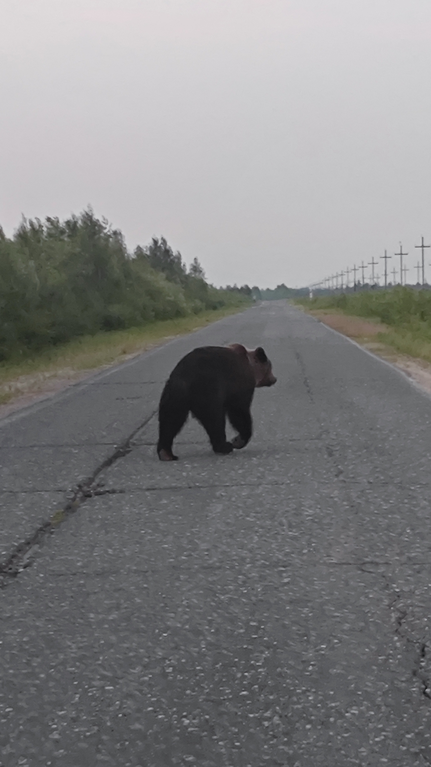 Медведь 🐻