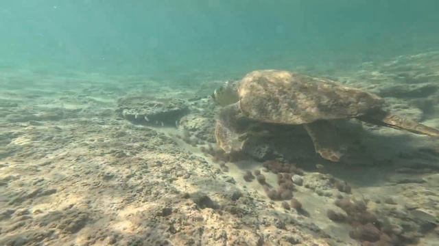 Черепаха. Turtle. צב. Hof Dor