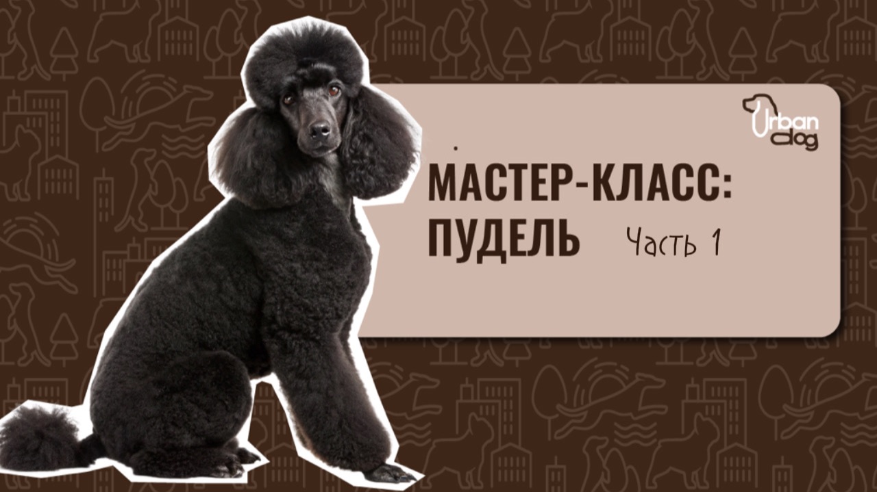 Гигиена пуделя