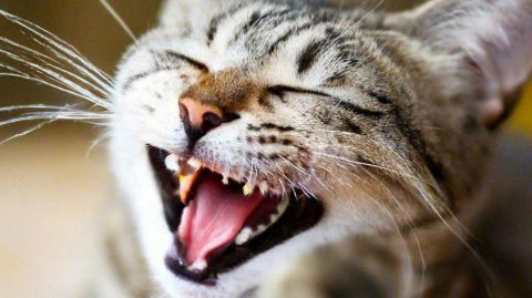Готовимся к дню рождения кота Алмаза!