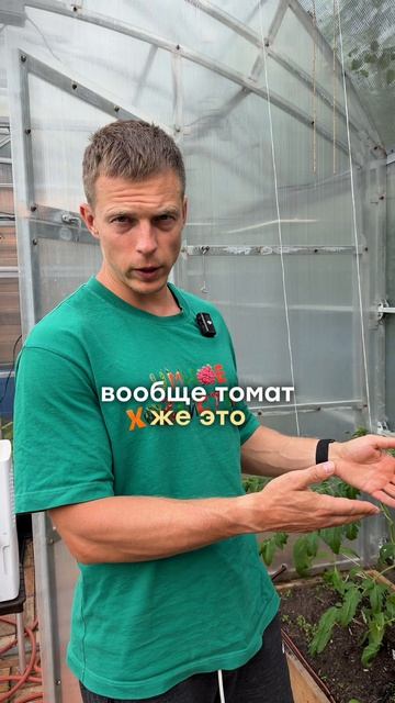 ПРОСТО ДЕЛАЙ ТАК И ПОВЫСИШЬ УРОЖАЙНОСТЬ ТОМАТОВ!