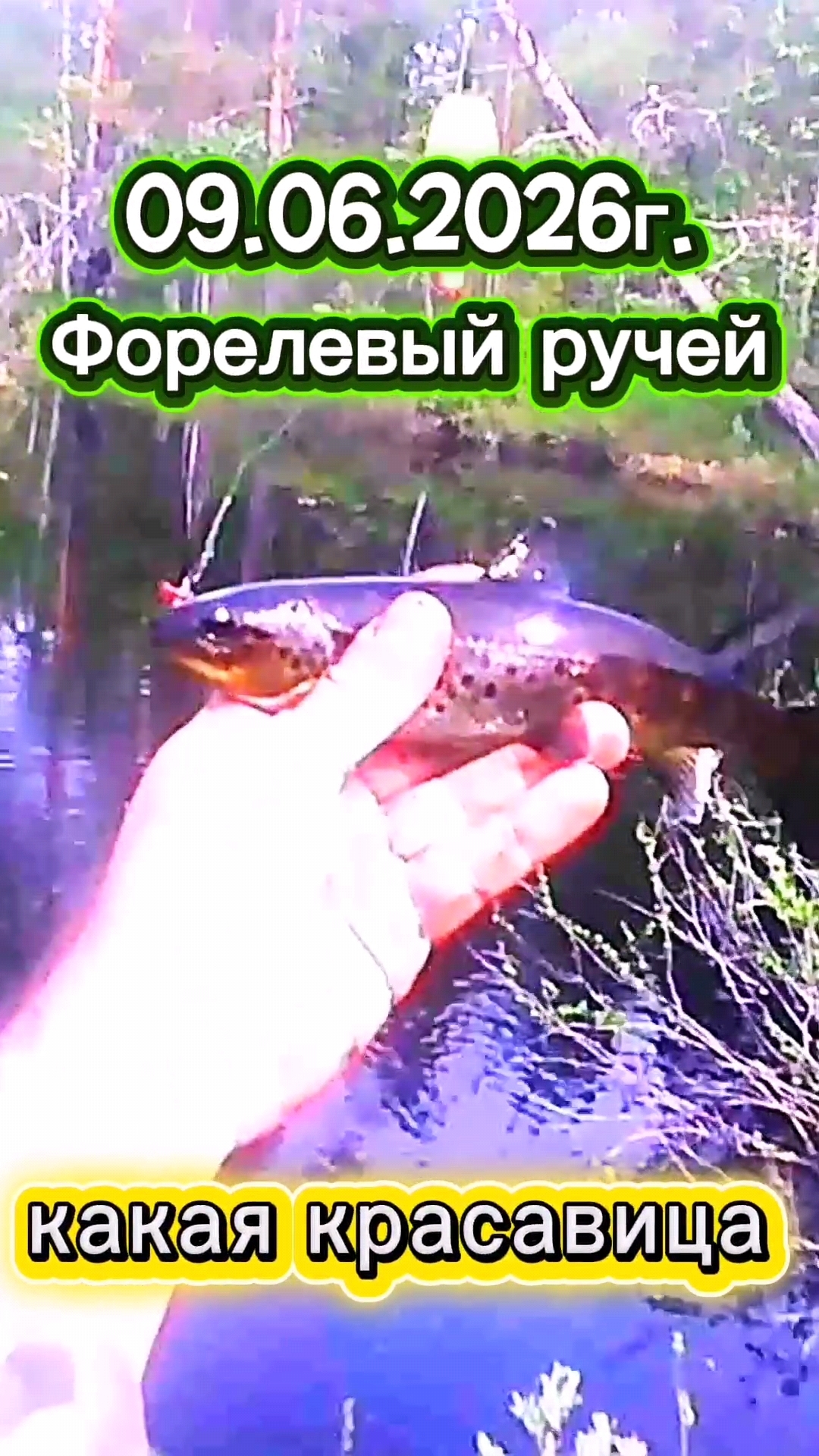 ФОРЕЛЕВЫЙ РАЙ! ПОКЛЁВКА НОМЕР 7. 09.06.2026Г. #рыбалка #fishing #ручей #форель #природа