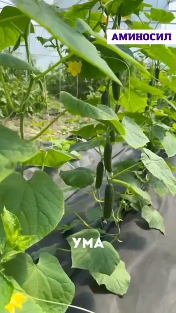 🌿 Хотите богатый урожай без десятка разных баночек и сложных схем подкормок?