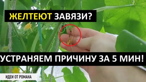 ЖЕЛТЕЮТ ОГУРЦЫ ЗАВЯЗИ ПРИЧИНА