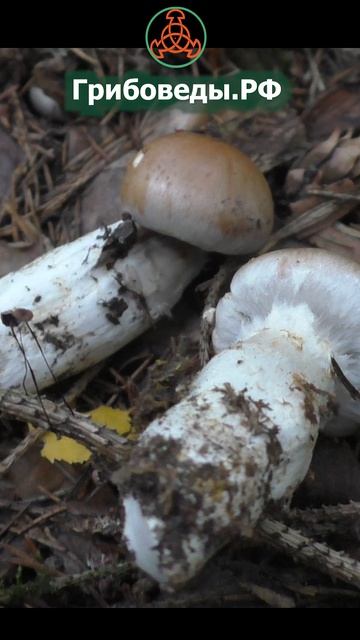 Паутинник светло-охристый (Cortinarius Claricolor) - противоречивый гриб.