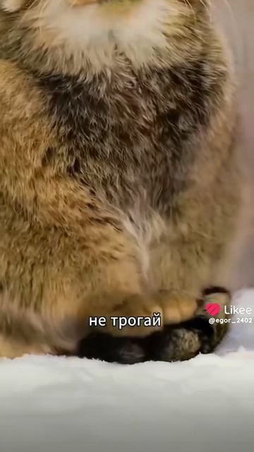 видео про кошек ( видео не моё)