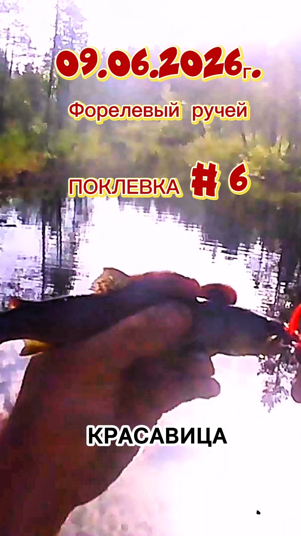 ФОРЕЛЕВЫЙ РАЙ! ПОКЛЁВКА НОМЕР 6. 09.06.2026Г. #рыбалка #fishing #ручей #форель #природа