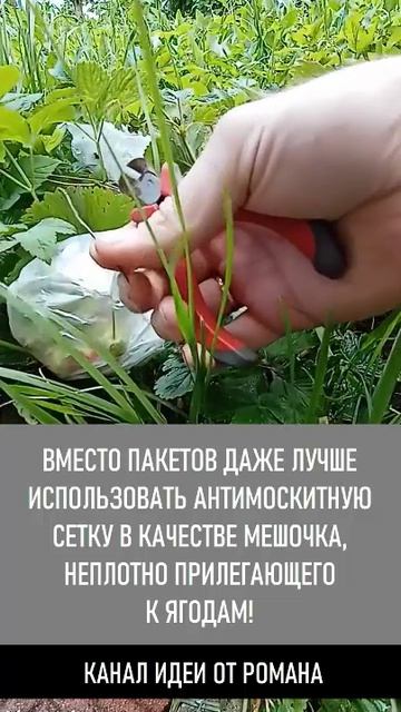 КАК СПАСТИ КЛУБНИКУ ОТ СЛИЗНЕЙ - ЭКСТРЕННЫЙ СПОСОБ