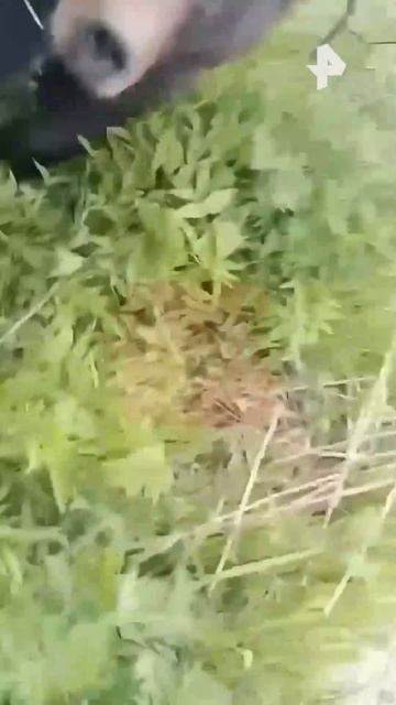 Медведь Вася пристал к рыбаку.