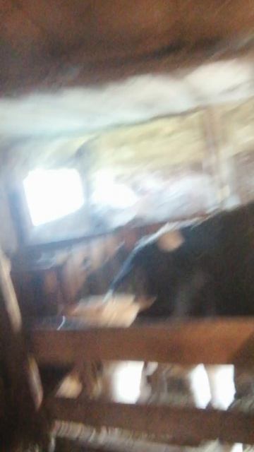 Англичанки и поросята.