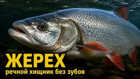 Жерех речной убийца без зубов, которого боятся все рыбы