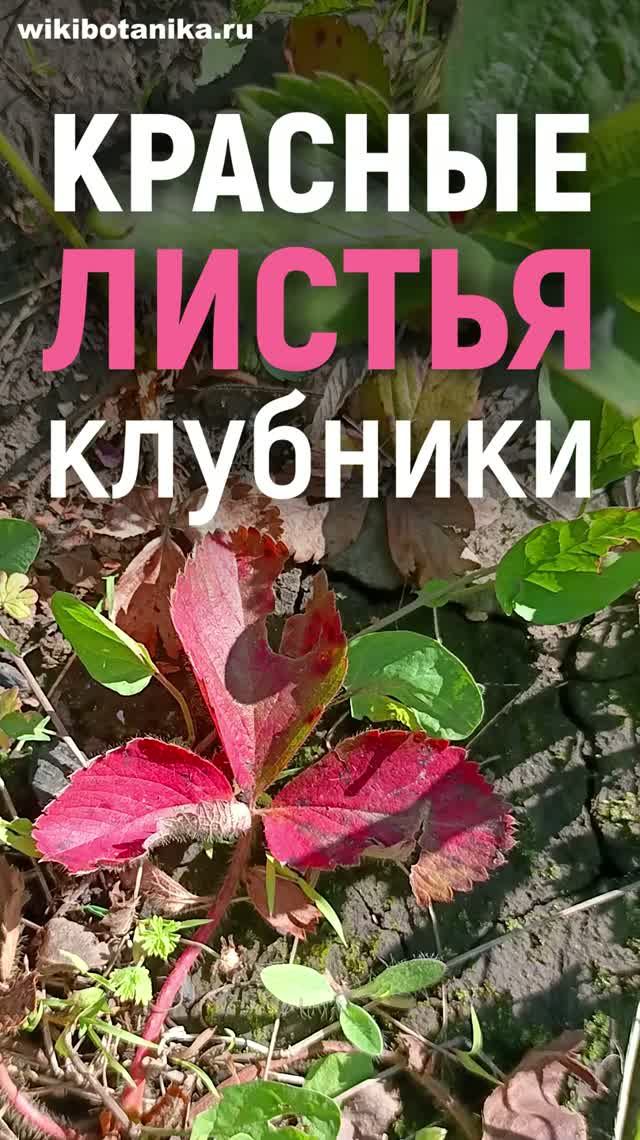 Красные листья клубники. Что это?