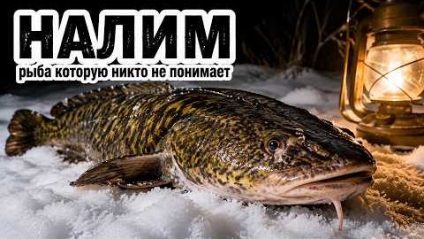 Налим коренной житель Севера, которого почти никто не понимает. Исправляем