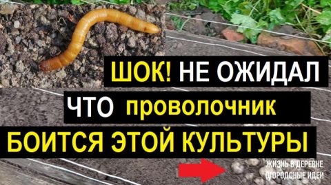 КАК ИЗБАВИТЬСЯ ОТ ПРОВОЛОЧНИКА НА ГРЯДКАХ
