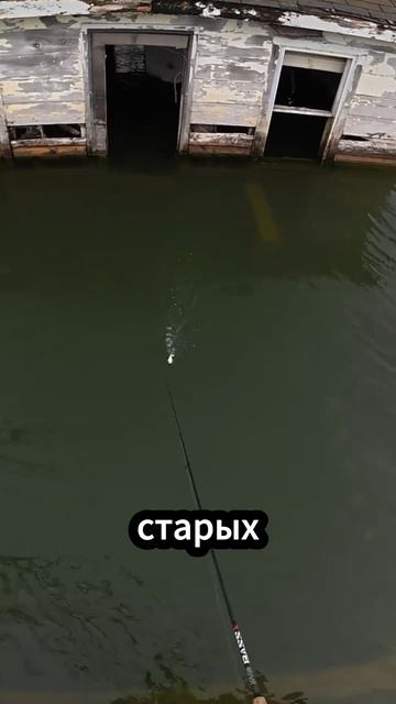 🎣 Он ловил рыбу прямо внутри школы! #рыбалка #животные #шортс