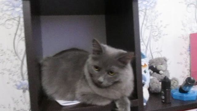 24 июня Дымка