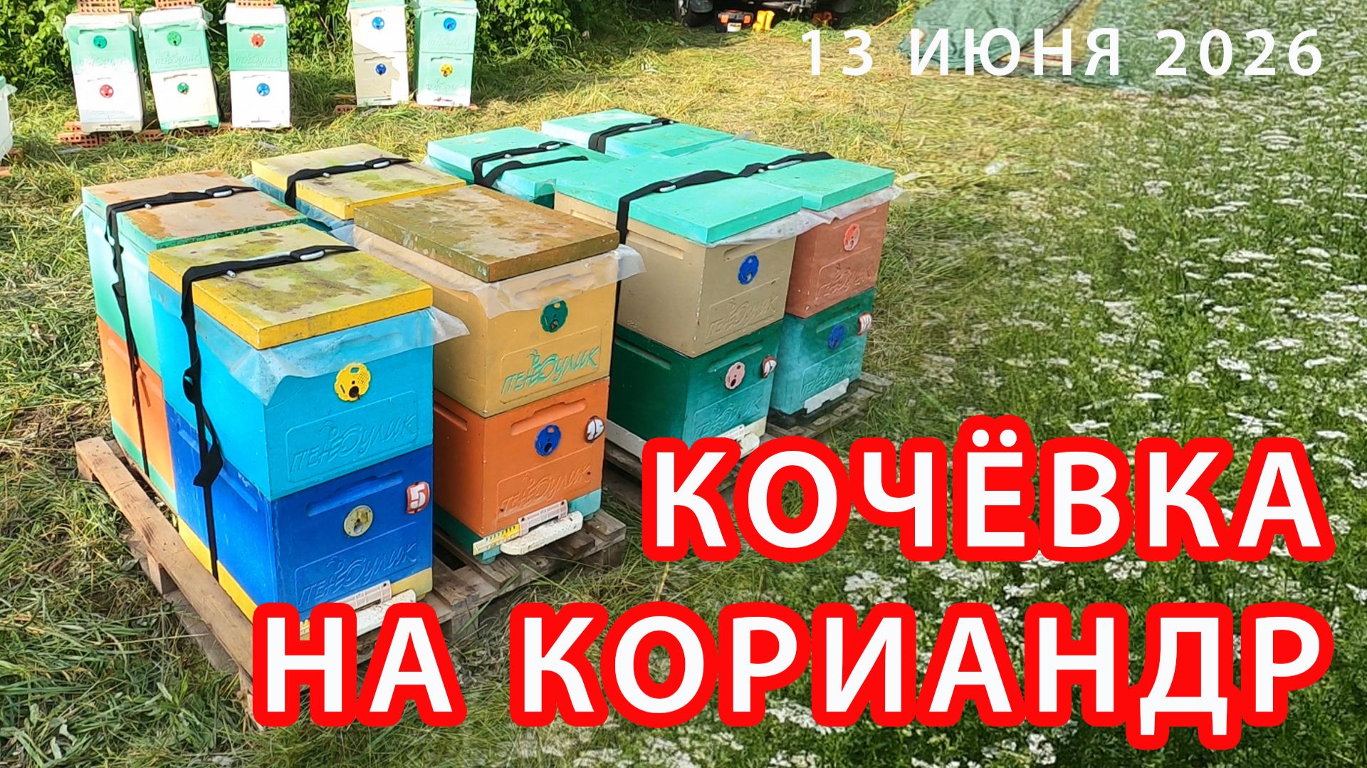МОЯ ПЕРВАЯ В ЖИЗНИ КОЧЁВКА НА КОРИАНДР
