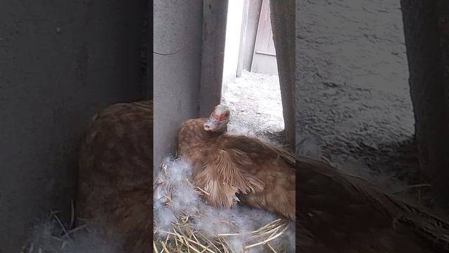 я гуляю с Яриком. (часть 3)