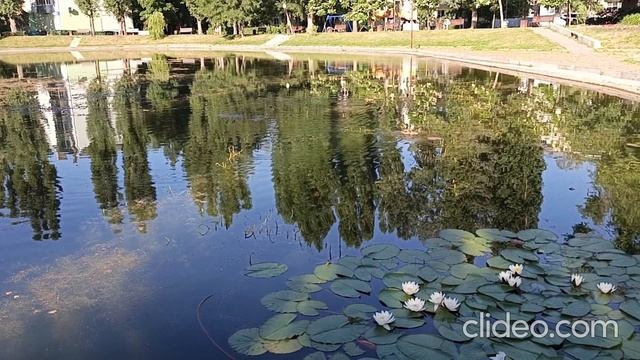 Лебединое озеро превратили в утиный пруд в Воронеже...