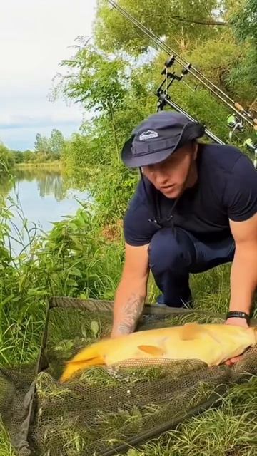 Дикий САЗАН УХОДИТ!!!  #carpfishing #fishing #рыбалка #carp #fish #shortvideo #song #shorts