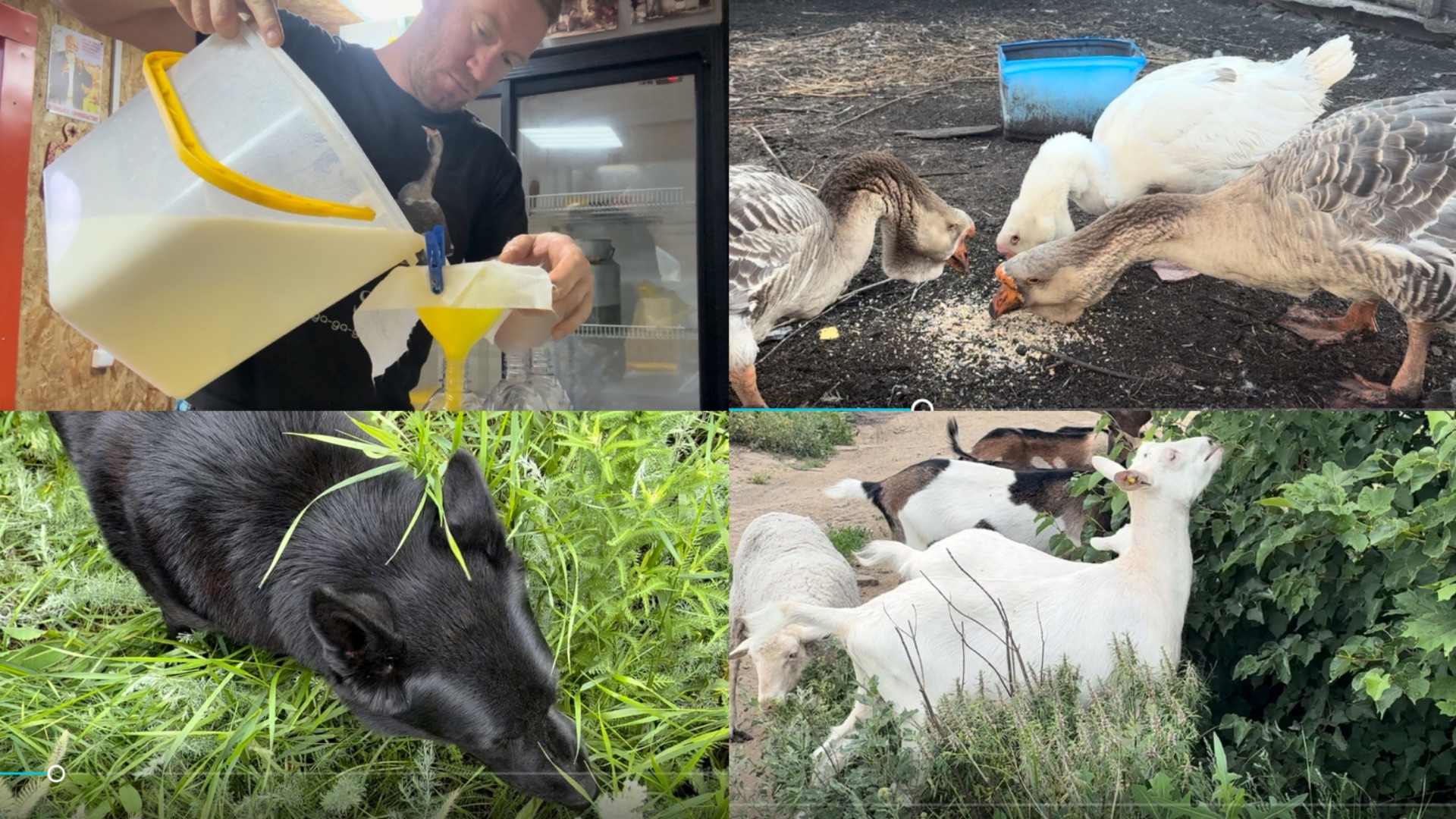 РАНЬШЕ ПРОДАЖИ МОЛОКА БЫЛИ НА МНОГО ЛУЧШЕ 🍶🥛
